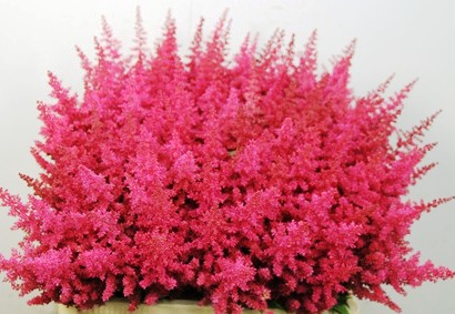 ASTILBE ELSE SCHLUCK